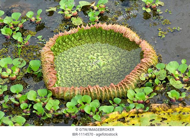 Giant Queen Victoria water lily (Victoria amazonica), Pantanal, UNESCO World Heritage Site and Biosphere reserve, Mato Grosso, Brazil