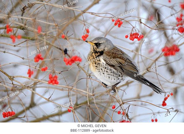Fieldfare feeding on the berries of the Guelder Rose