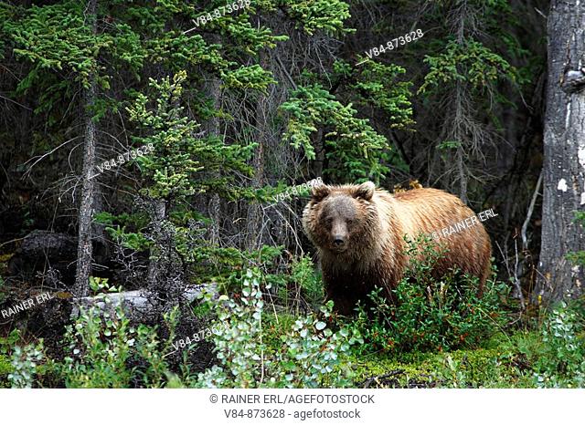 Grizzlybär / Grizzly Bear / Ursus artos horribilis / Kluane-Nationalpark, Kluane National Park and Reserve, Kanada, Canada, USA