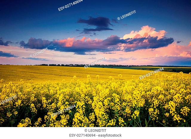 Fantastic field at the dramatic overcast sky. Dark ominous clouds. Ukraine, Europe. Beauty world