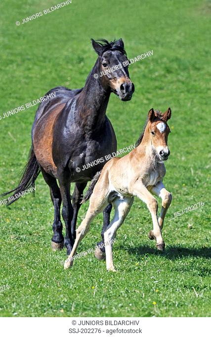 Connemara Pony. Bay mare with her foal on a pasture. Germany