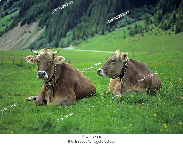 domestic cattle (Bos primigenius f. taurus), dun height livestock, cows on alpine pasture, Austria
