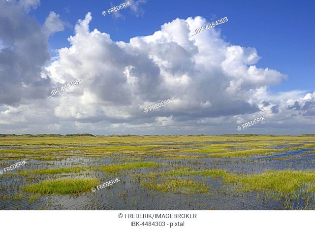 Salt marshes with flooding tide and withdrawing cumulus clouds (cumulus), Sankt Peter-Ording, Schleswig-Holstein Wadden Sea National Park, North Frisia
