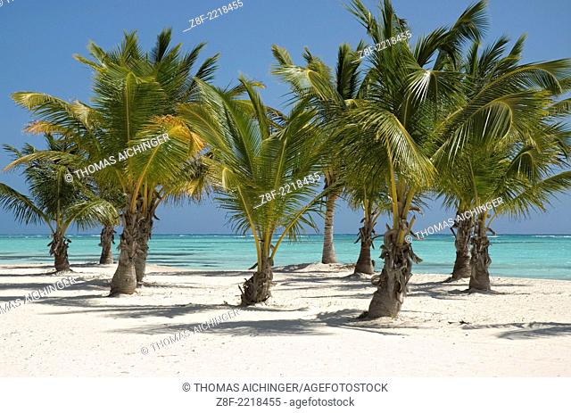 palm beach with Cocospalm (Cocos nucifera)