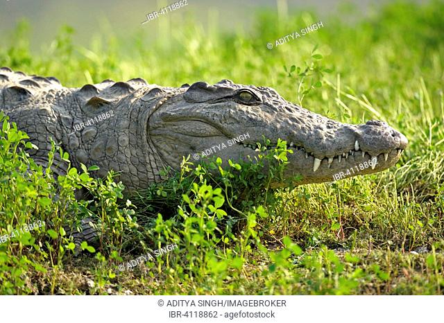 Mugger Crocodile or Indian Marsh Crocodile (Crocodylus palustris), Rajasthan, India