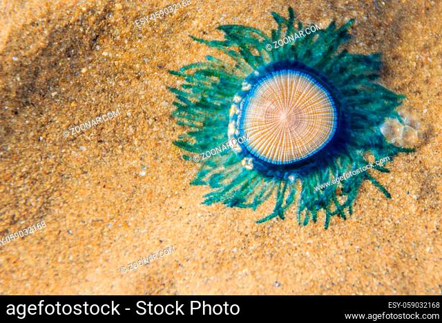 Close up Blue Button Jellyfish (porpita porpita) on the beach when the sea water receded