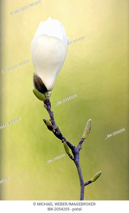Yulan Magnolia (Magnolia denudata Desr.)