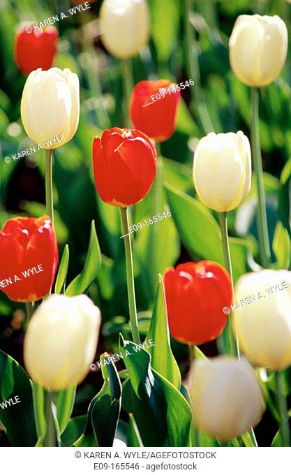 Red and white tulips, green stems as background