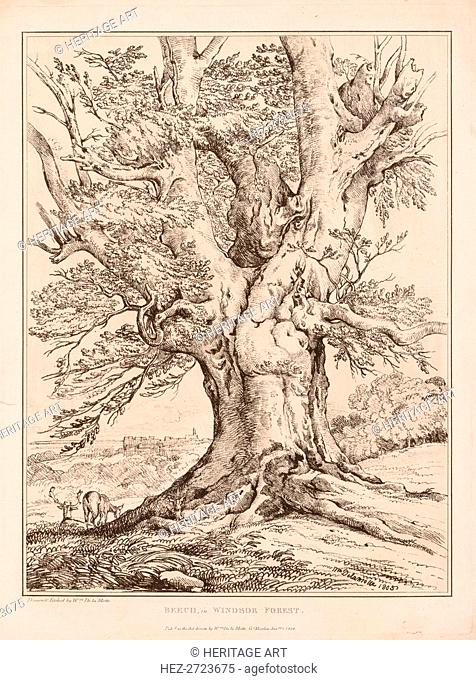 Beech in Windsor Forest, 1805. Creator: William Alfred Delamotte (British, 1775-1863)