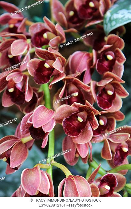 Close up of a blooming branch of brown Cymbidium orchids