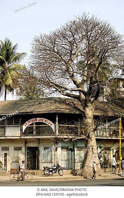 Old house and tree Gorakh chinch marathi Baobab