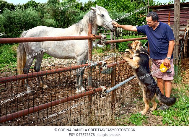 Country life - Man caressing a grey horse and his dog looking curious