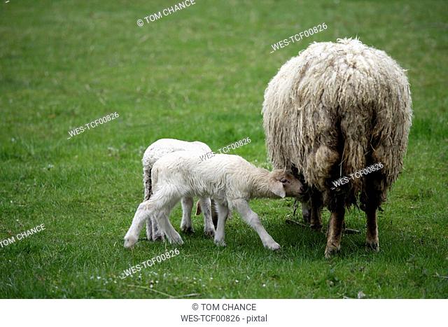 Germany, Bavaria, Ebenhausen, Sheep Ovis orientalis aries, female and lambs