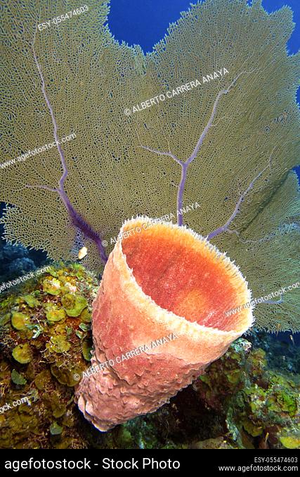 Giant sponge and purple sea fan, gorgonian coral, Coral Reef, Caribbean, Isla de la Juventud, Cuba