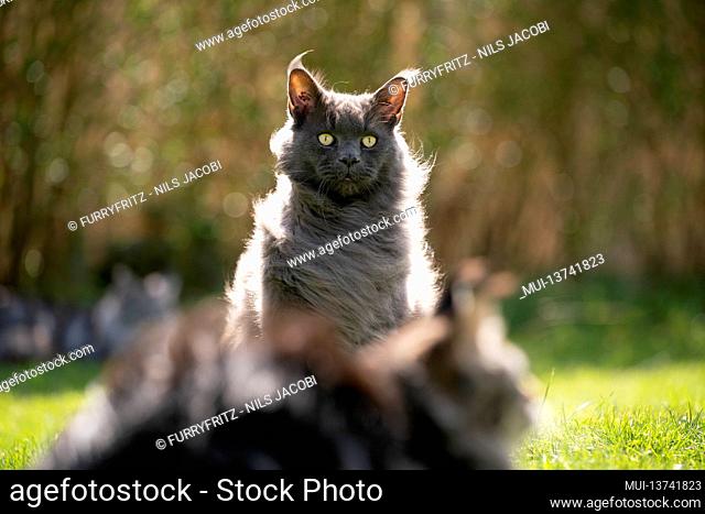 fluffy blue maine coon cat portrait in backlight outdoors in windy garden