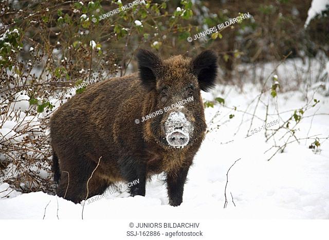 female wild boar - standing in snow / Sus scrofa