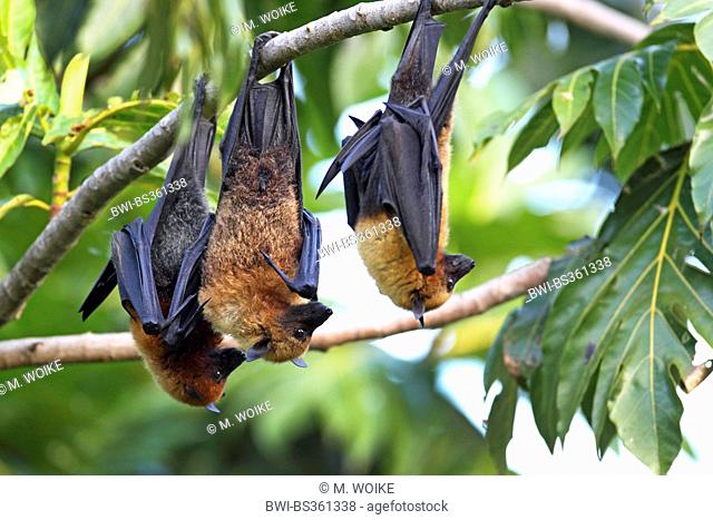seychelles flying fox, seychelles fruit bat (Pteropus seychellensis), three fruit bats hanging together in a tree, Seychelles, Mahe