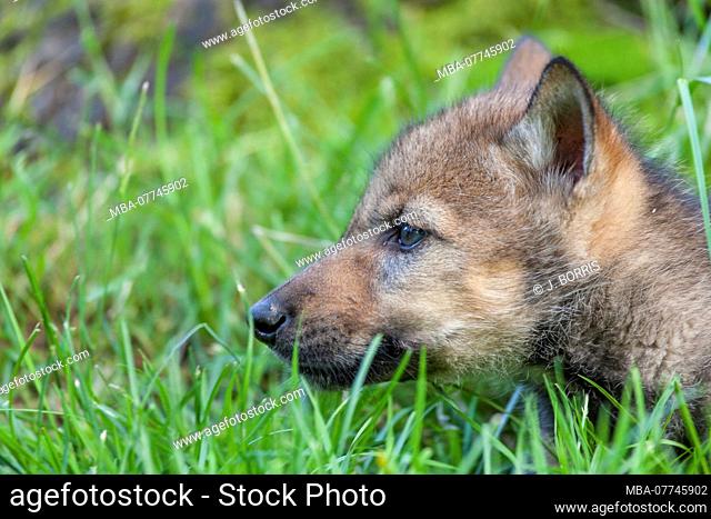 European wolf, Canis lupus, young animal