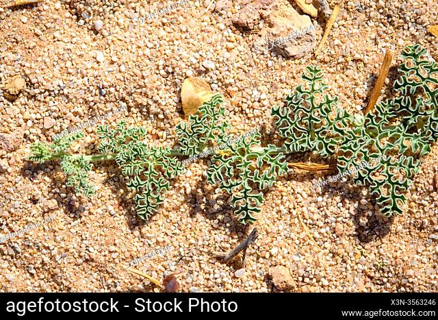 Citrullus ecirrhosus, commonly known as Namib tsamma, is a species of perennial desert vine in the gourd family, Cucurbitaceae in Aus, Karas Region, Namibia