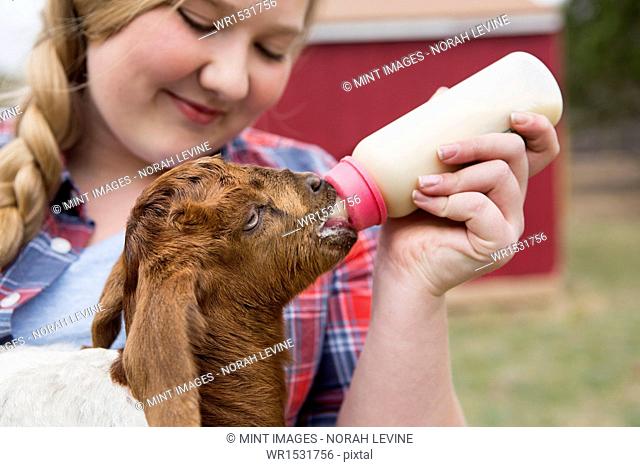 A girl bottle-feeding a baby goat
