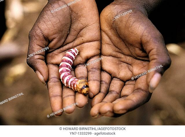 Hands holding an example of aboriginal bush tucker in the form of a witchety grub