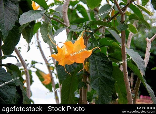 yellow flowers of the poisonous trumpet tree