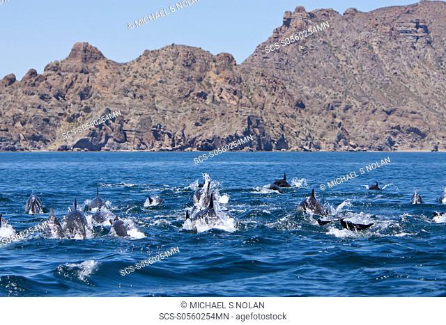Long-beaked Common Dolphin pod Delphinus capensis encountered traveling off Isla Danzante in the southern Gulf of California Sea of Cortez, Baja California Sur