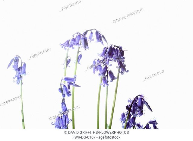 Bluebell, English bluebell, Hyacinthoides non-scripta, Stems and pale blue flower heads shown against a pure white background