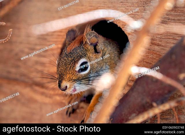 American red squirrel Tamiasciurus hudsonicus closeup detail only her head out from small wooden house