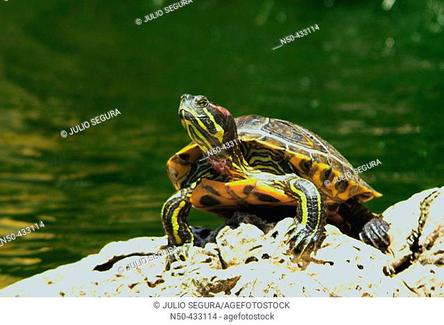Spur-thighted Tortoise (Testudo graeca)