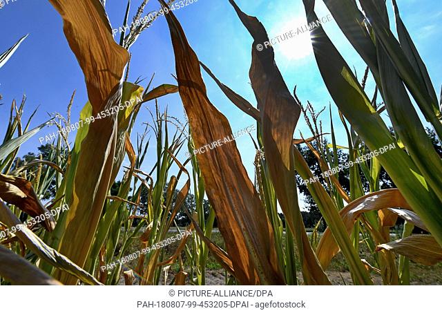 07.08.2018, Lower Saxony, Fuhrberg: Corn plants with dried leaves stand in the light of the sun at over 40 degrees and cloudless sky on a field