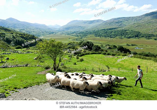 Shepherd with flock of sheep on pasture in hilly mountain scenery, Kissane Sheep Farm, Kenmare, Killarney, County Kerry, Ireland