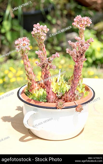Pink flower, succulent, chamber pot, plant, botany, still life, Zella, Thuringia, Germany