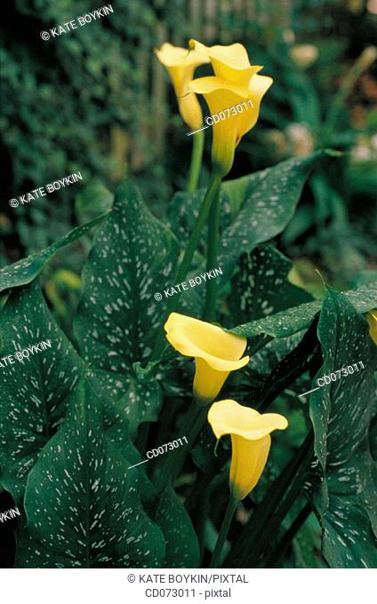 Calla Lily (Zantedeschia sp.)