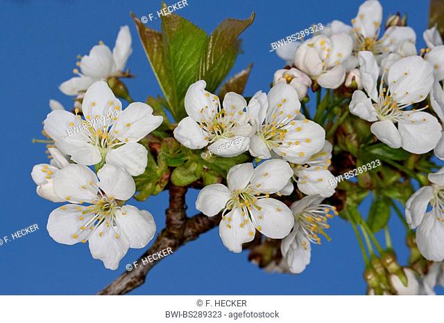 wild cherry, sweet cherry, gean, mazzard (Prunus avium), blooming branch, Germany