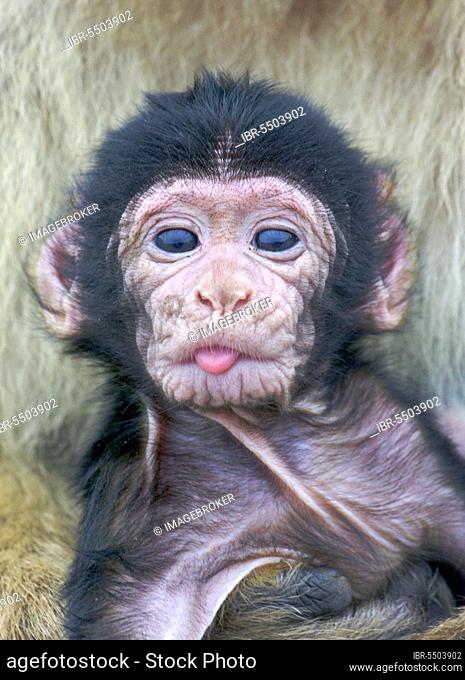 Baby barbary macaque (Macaca sylvanus), with tongue sticking out, Gibraltar, Europe