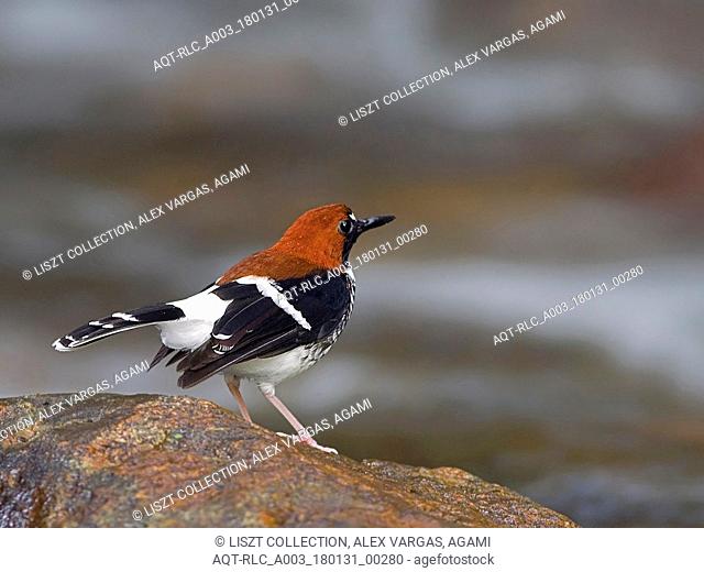 Chestnut-naped Forktail perched on rock, Chestnut-naped Forktail, Enicurus ruficapillus