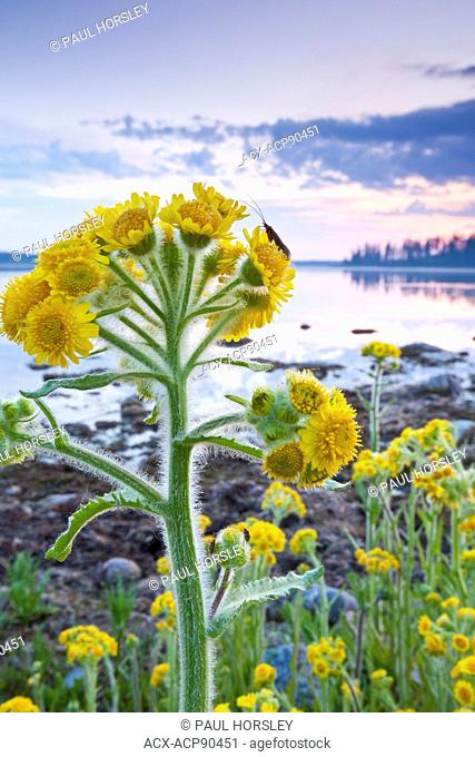 Insect perched on a Marsh Ragwort plant on the shoreline of Astotin Lake, Elk Island National Park, Alberta, Canada