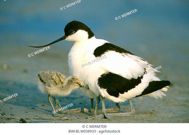 pied avocet Recurvirostra avosetta, adult bird taking chicks under his wings, keeping chicks warm, Netherlands, island Texel, Jun 03
