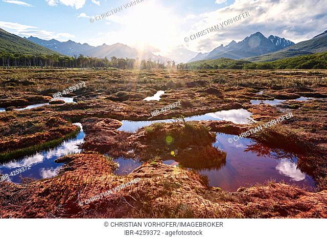 Backlit bog, Tierra del Fuego National Park, Argentina