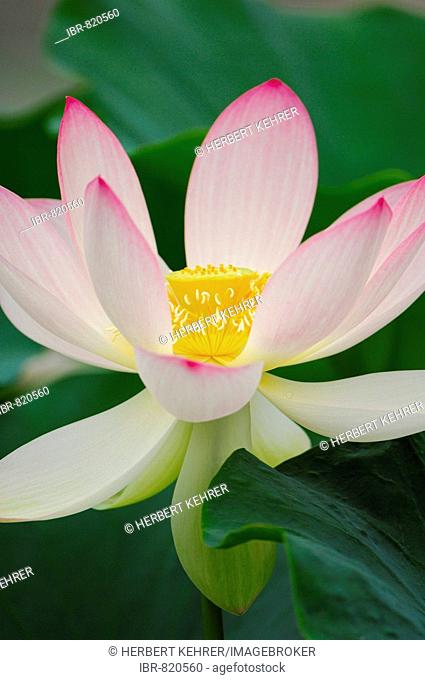 Sacred Lotus (Nelumbo) flower