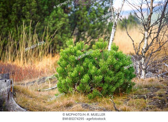 Mountain pine, Mugo pine (Pinus mugo subsp. rotundata, Pinus rotundata), in a mire, Germany, Saxony
