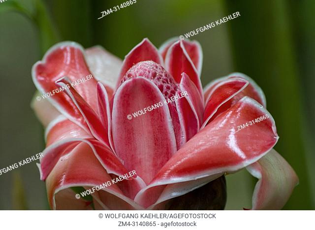 Close-up of a torch ginger flower in the cloud forests at Mindo, near Quito, Ecuador