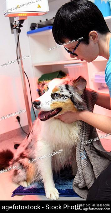 17 March 2021, Saxony-Anhalt, Bitterfeld-Wolfen: After therapy on the underwater treadmill, which dog osteopath Jana Eisert uses in her animal osteopathic...