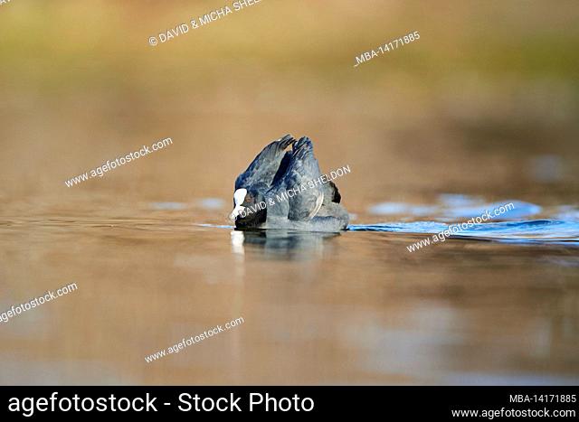 coot or coot (fulica atra) swims on a lake, bavaria, germany