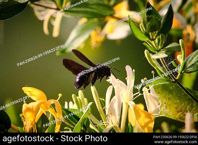 19 June 2023, Lower Saxony, Brunswick: A large wood bee (Xylocopa violocea) approaches a flower of garden honeysuckle (Lonicera caprifolium)