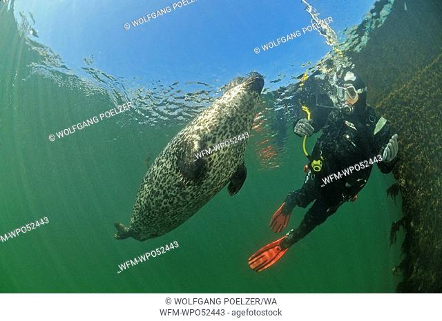 Diver and Common Seal, Phoca vitulina vitulina, Warnemuende, Rostock, Baltic Sea, Germany