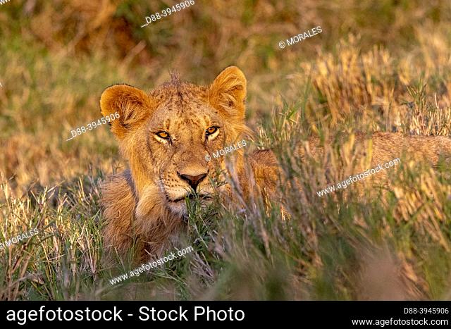 Africa, East Africa, Kenya, Masai Mara National Reserve, National Park, Young lion (Panthera leo), in savannah