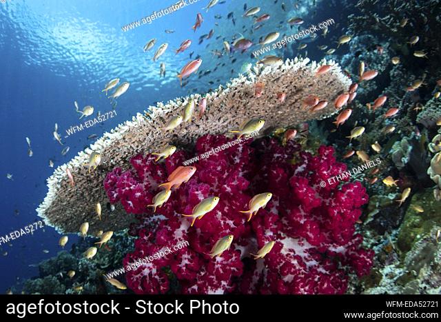 Colorful Anthias in Coral Reef, Pseudanthias sp., Raja Ampat, West Papua, Indonesia