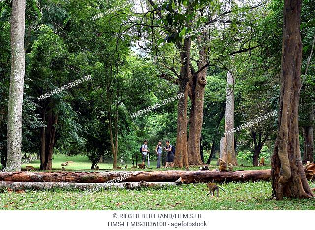 Sri Lanka, center province, Kandy, Peradeniya Botanical Garden